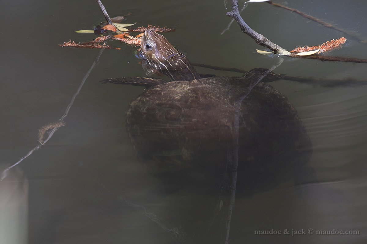 Mauremys rivulata (Grecia nord est)