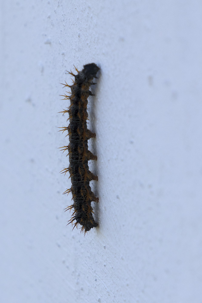 Bruco da ID - Grecia - Nymphalis polychloros, Nymphalidae