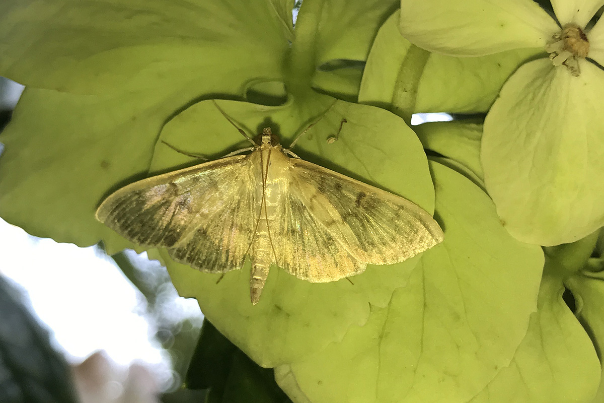 ID Falena, Verona - Pleuroptya ruralis, Crambidae