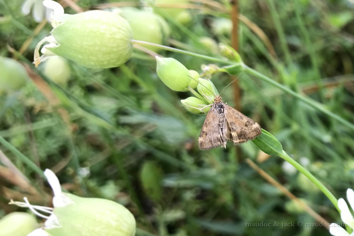 Falena da ID, Verona