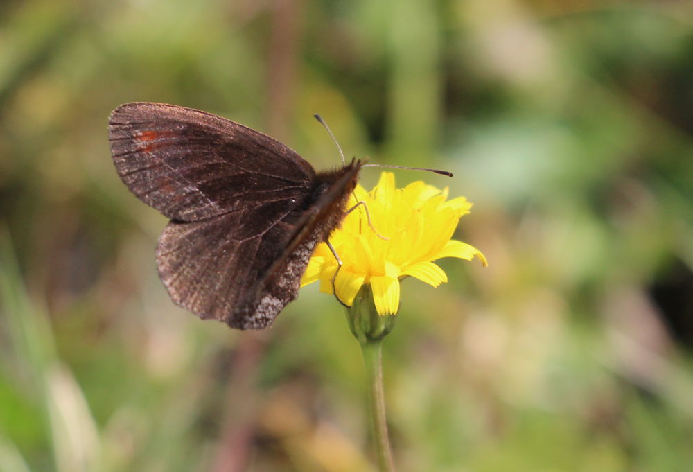 Erebia pronoe? Lessinia, Verona