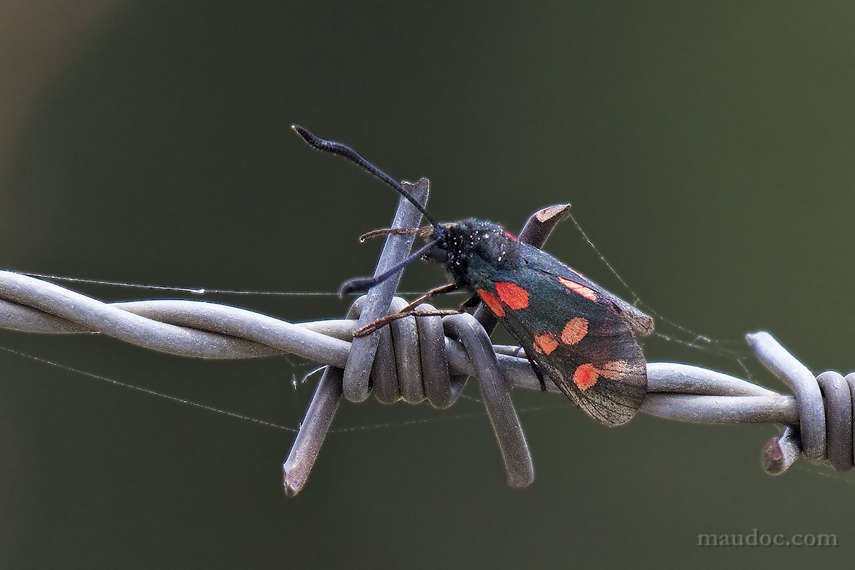 Zygaena da ID, Monte Baldo