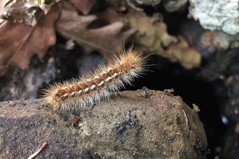 Piccole Dolomiti Lucane: ID bruchi