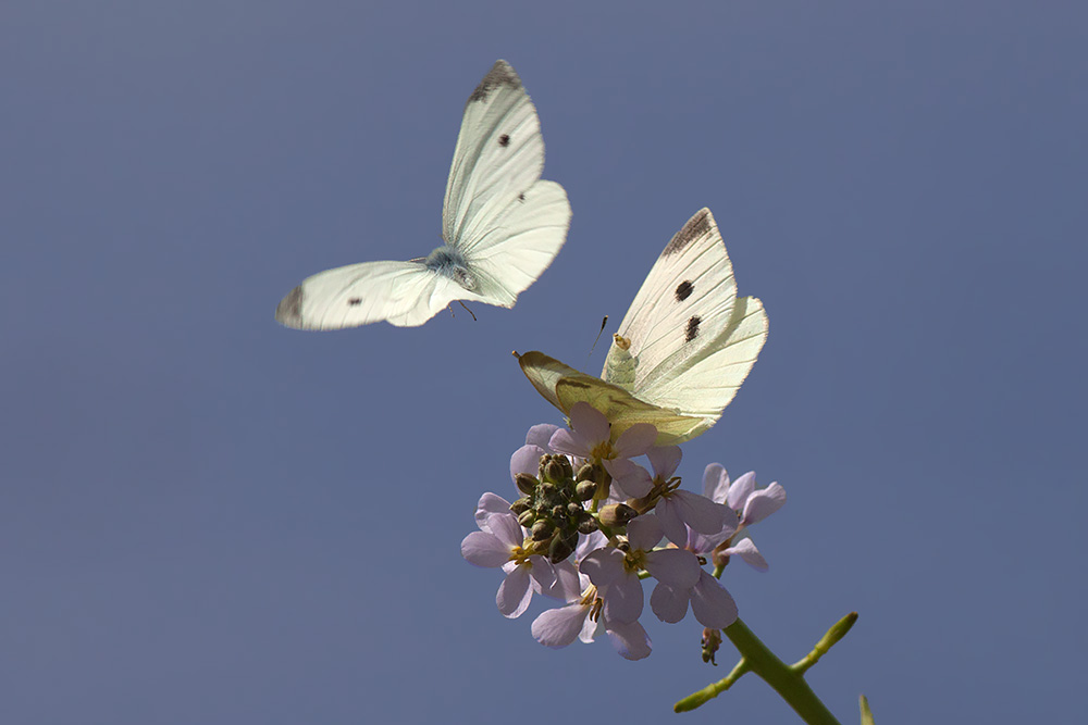 Pieris rapae/manni #1? Puglia/Basilicata