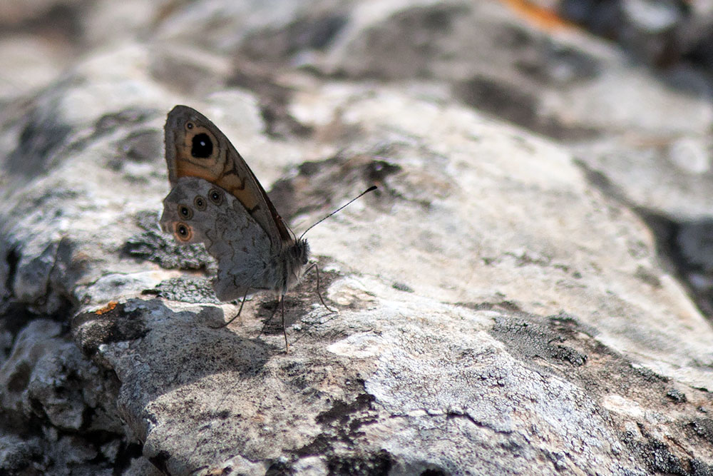 Lasiommata maera, Murge pugliesi