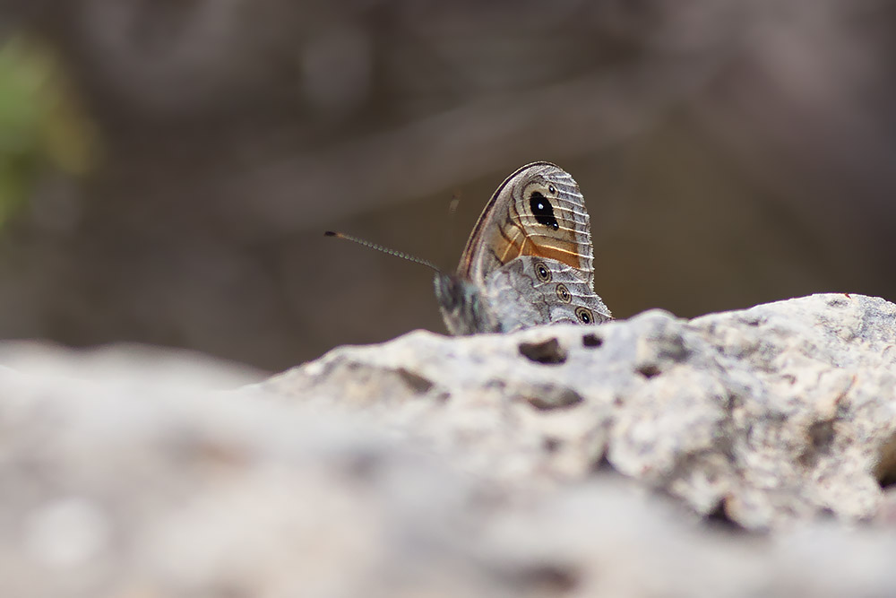 Lasiommata maera, Murge pugliesi