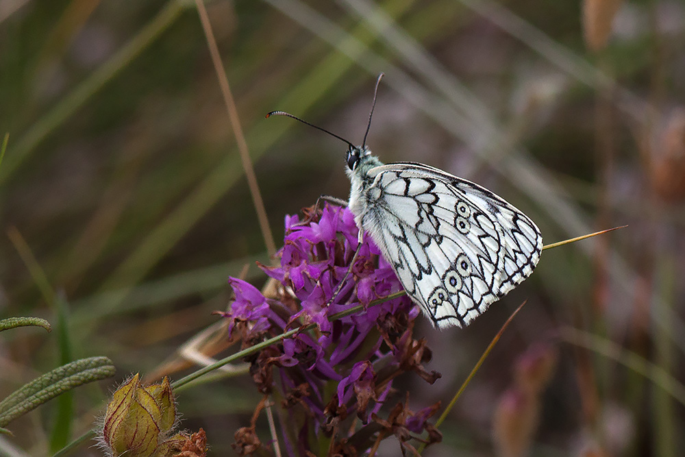 Melanargia russiae, Gravina di Laterza