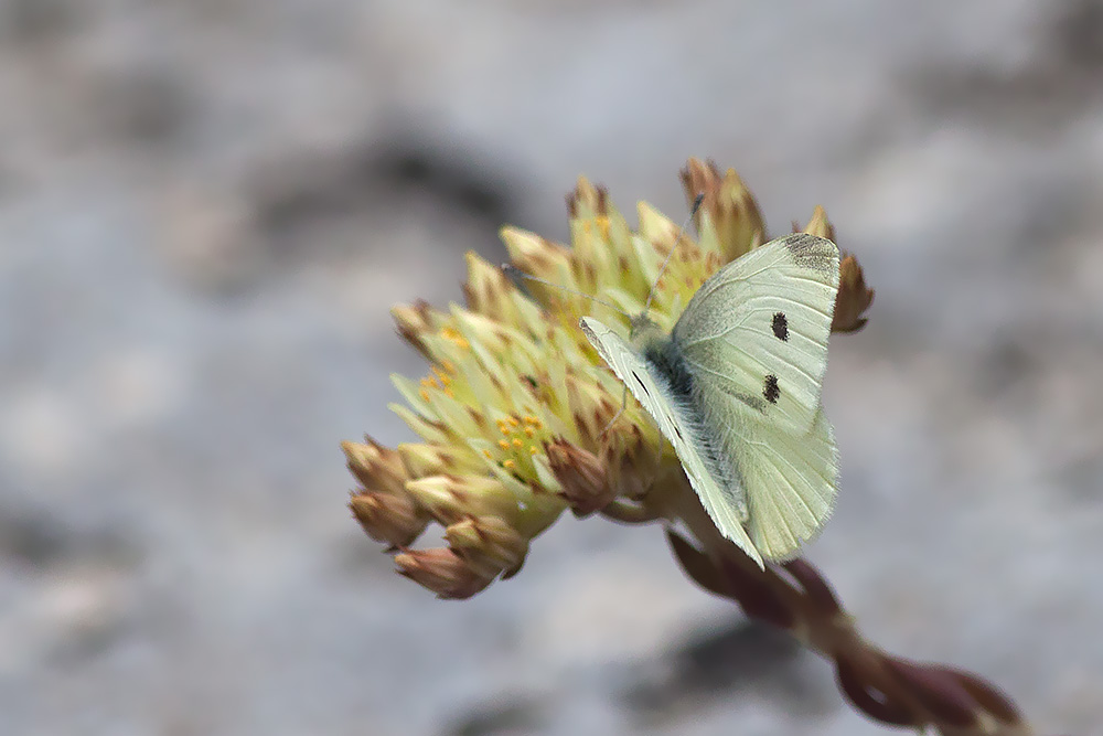 Pieris rapae/manni #2? Puglia/Basilicata