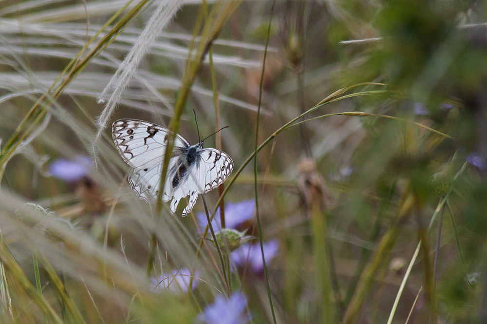 Melanargia arge, Gravina di Matera