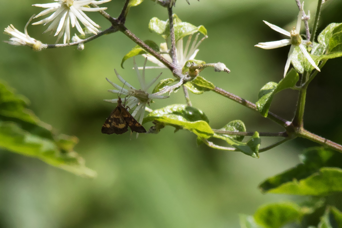 Falena da ID, Verona - Pyrausta aurata