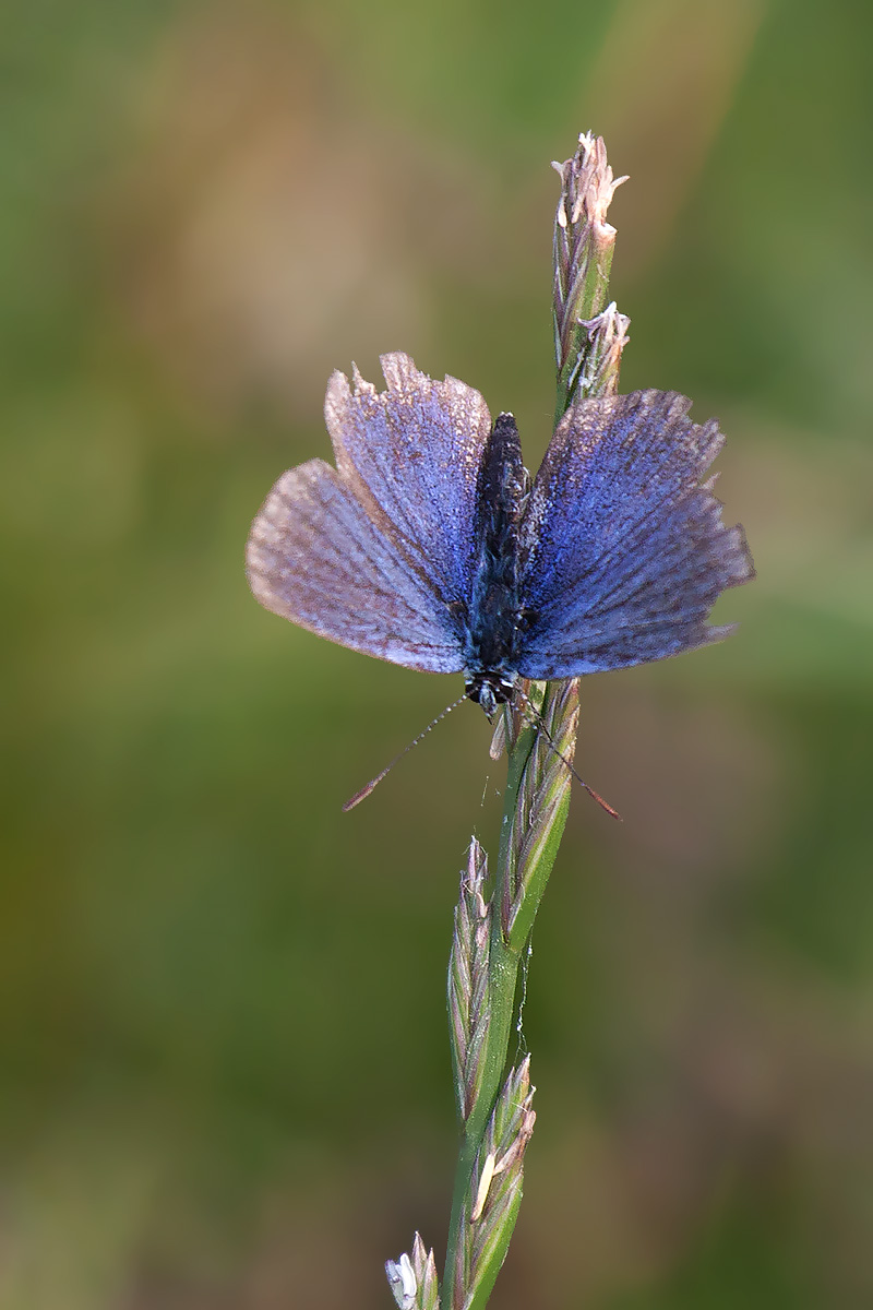 Licenide azzurro da ID