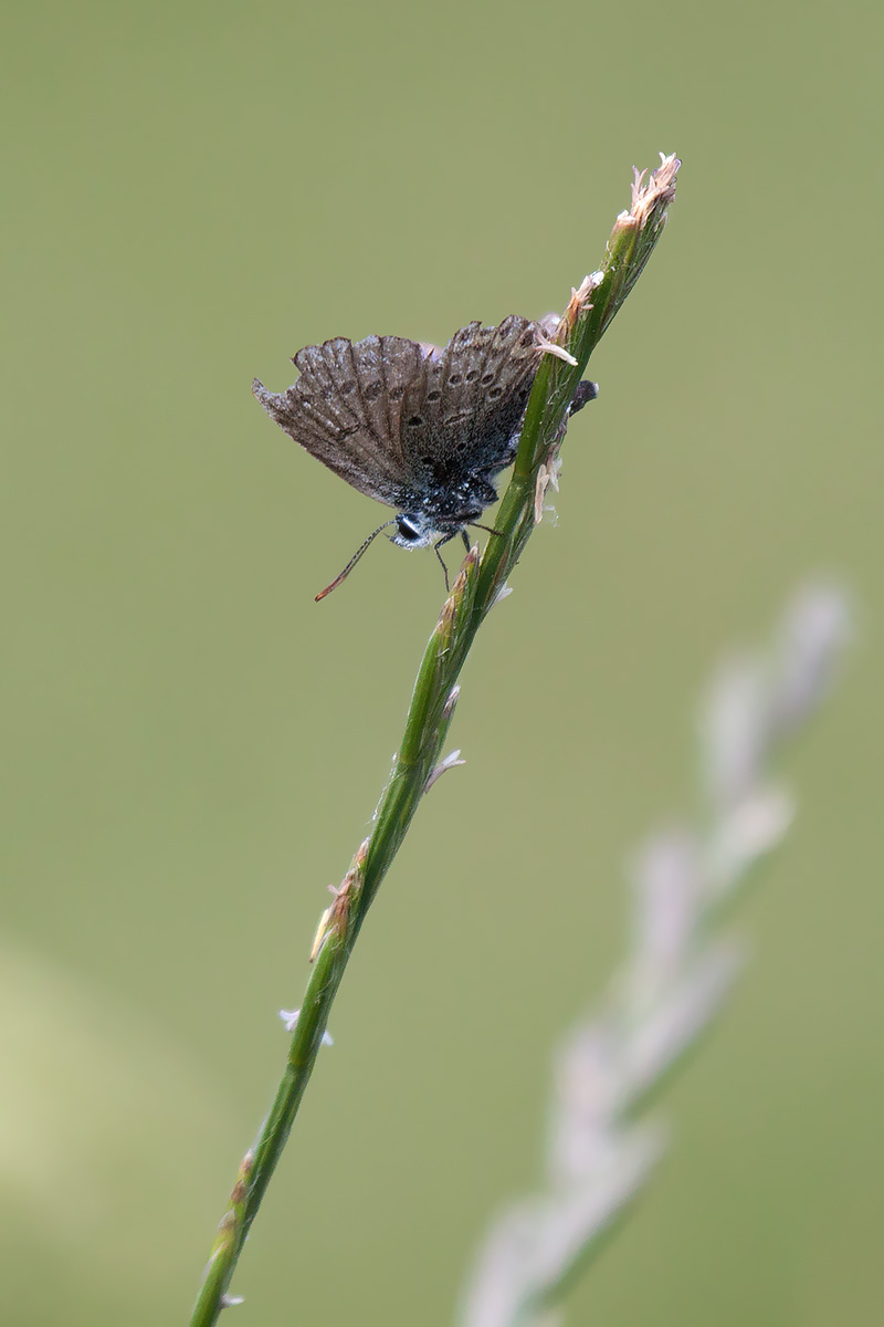 Licenide azzurro da ID