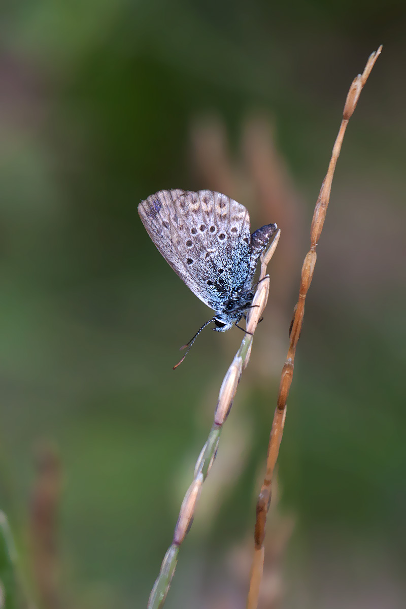 Licenide azzurro da ID