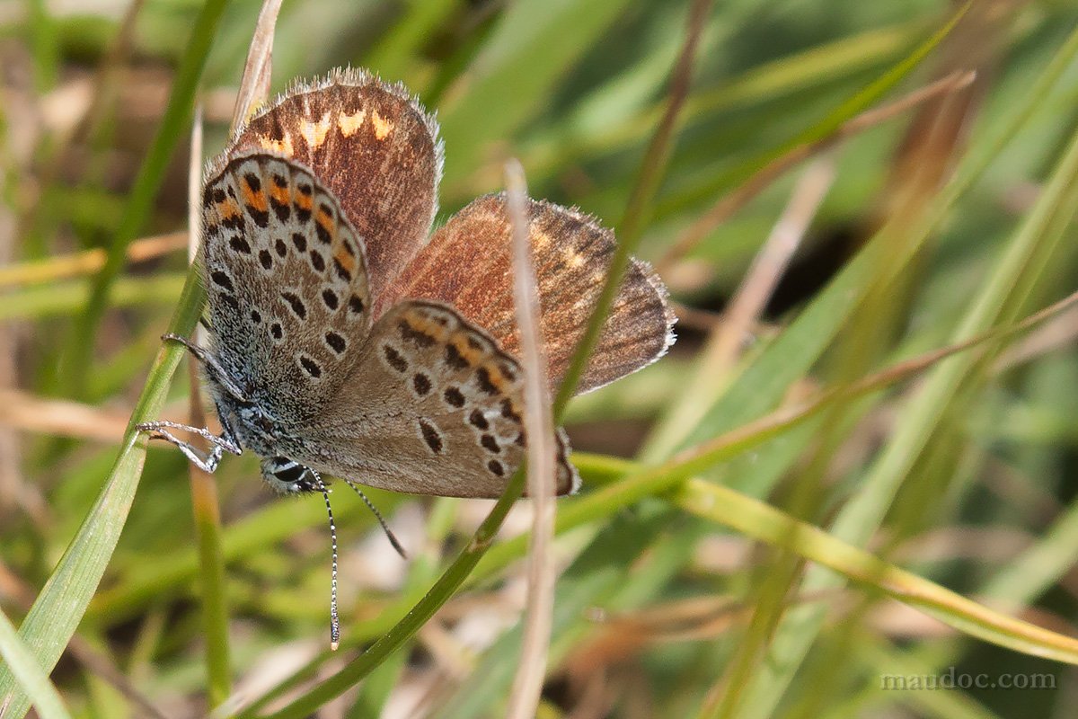 Plebejus sp. e Aricia agestis, Monte Baldo VR