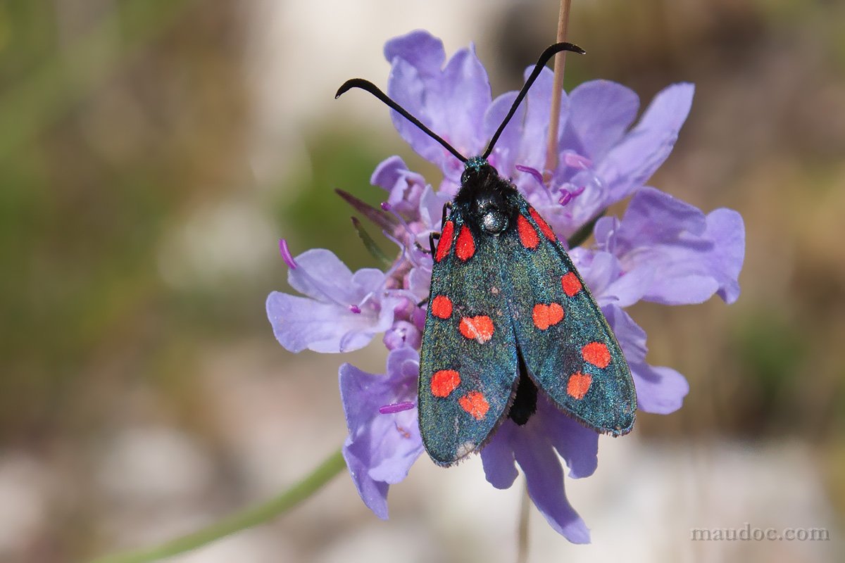 Zygaena da ID, Monte Baldo