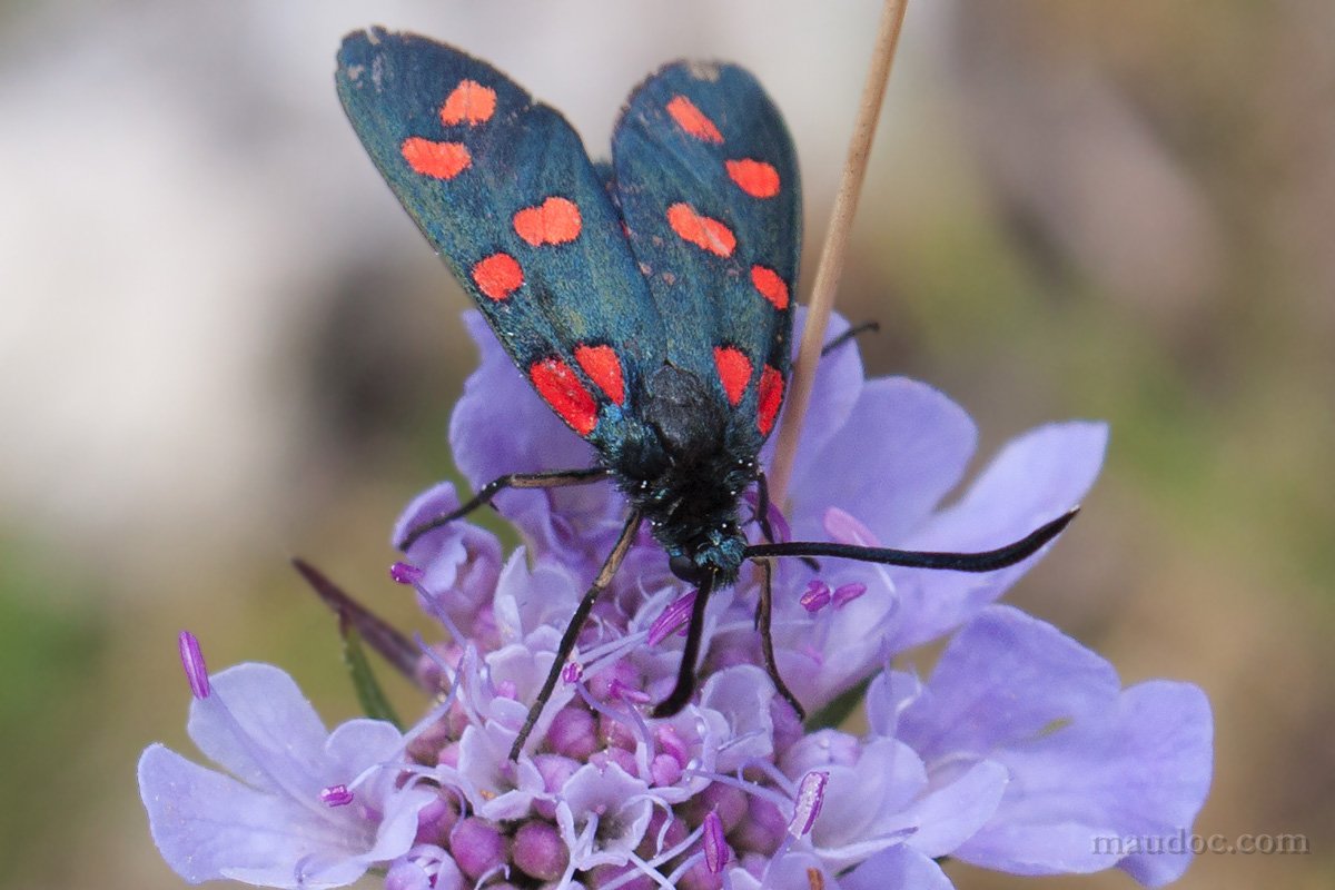 Zygaena da ID, Monte Baldo