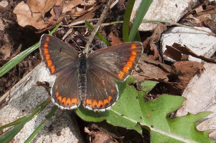 Plebejus sp. e Aricia agestis, Monte Baldo VR