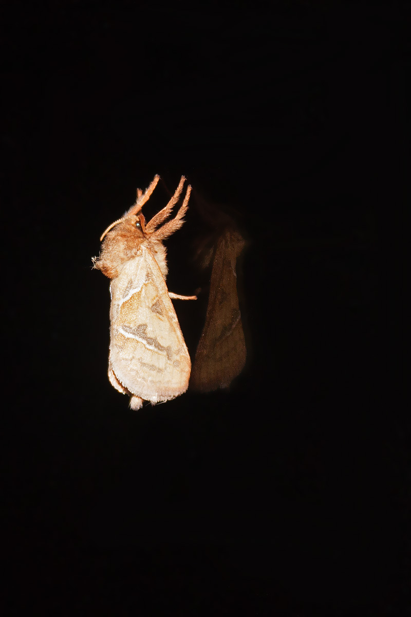 Falena da ID, Verona - Triodia sylvina, Hepialidae