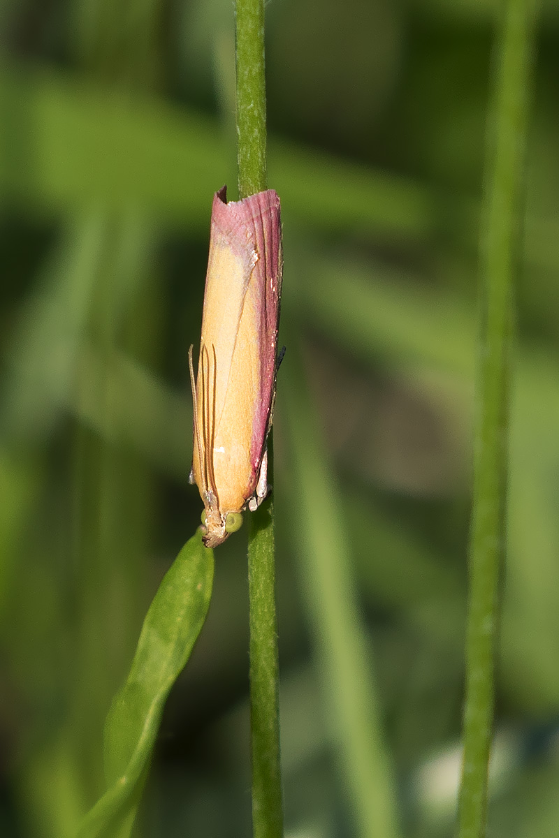 Falena da ID, Verona - Oncocera semirubella, Pyralidae