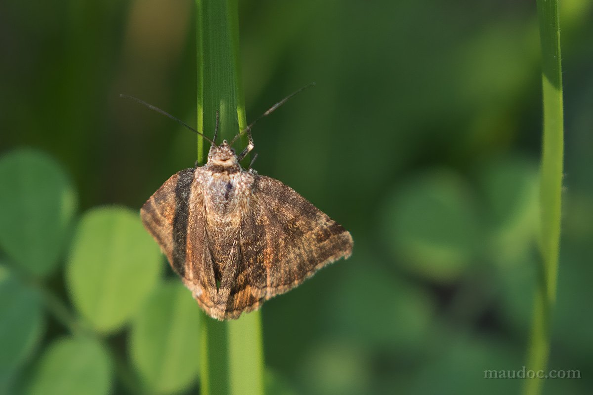 Euclidia glyphica? Verona