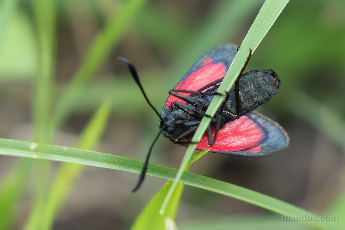 ancora Zygaena... filipendulae? Verona