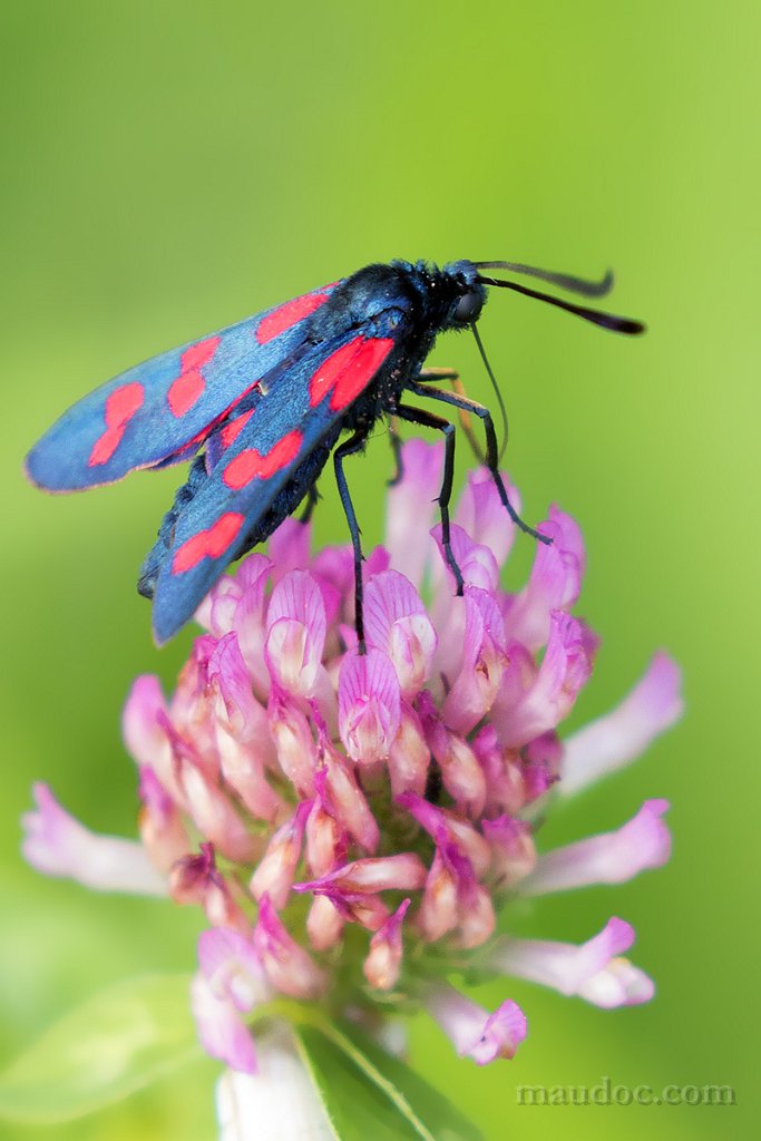 ancora Zygaena... filipendulae? Verona