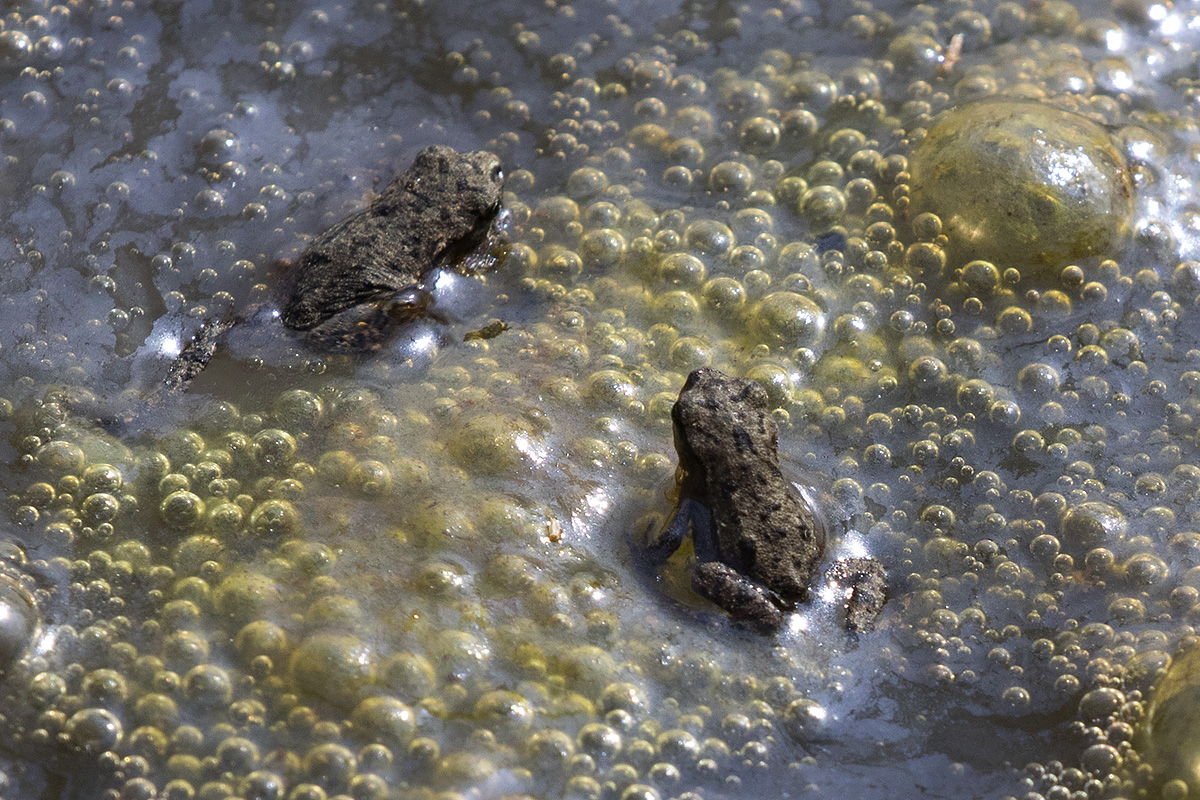 pozza d''alpeggio in Lessinia (VR) - neometamorfosati di Bufo bufo