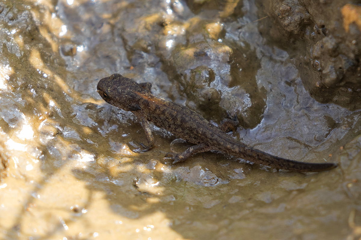 Pozza d''alpeggio: tritone alpestre (giovane)