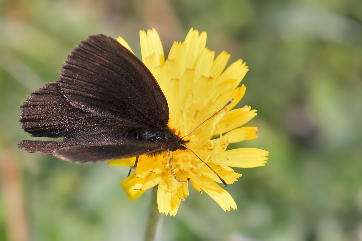 Erebia pronoe? Lessinia, Verona