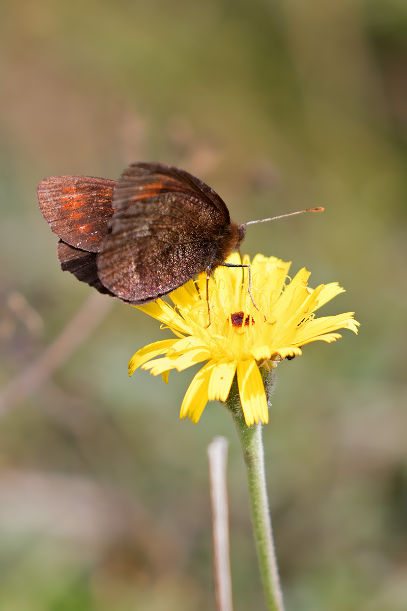 Erebia pronoe? Lessinia, Verona