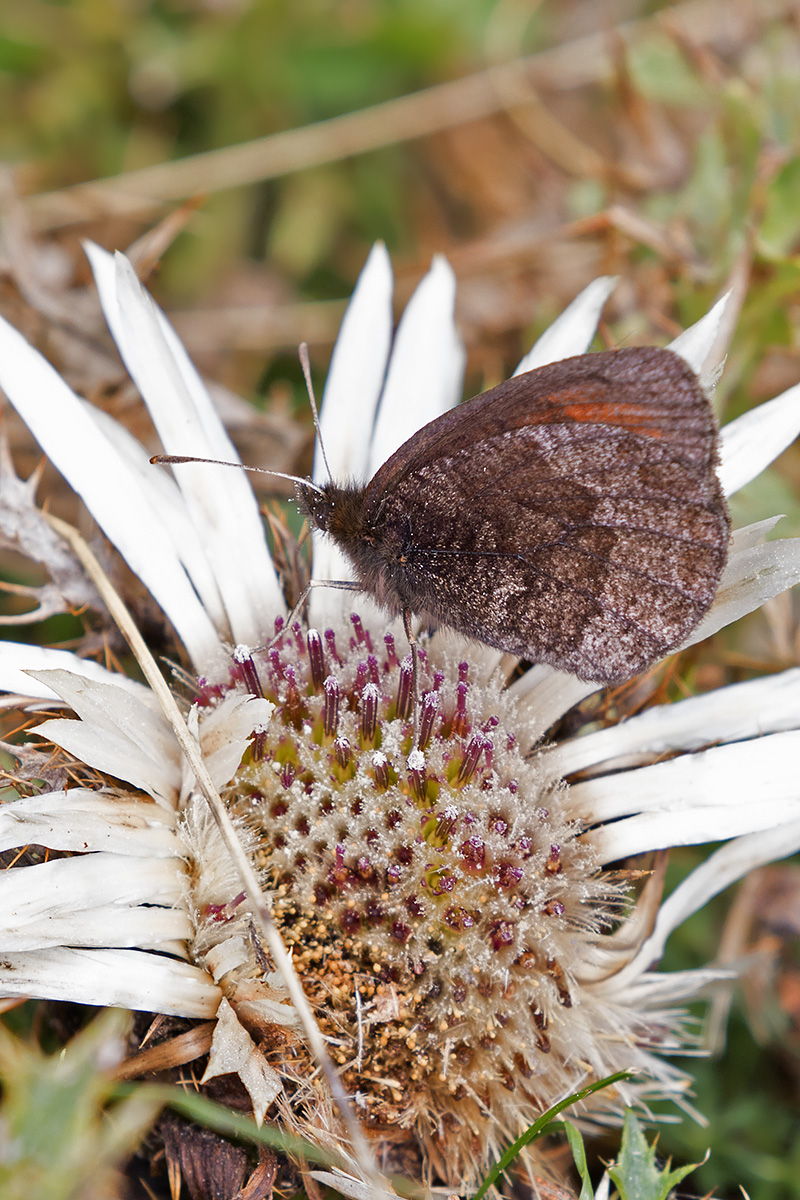 Erebia pronoe? Lessinia, Verona