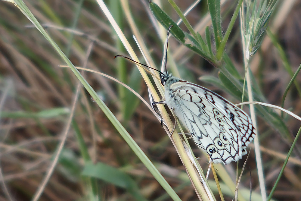 Melanargia russiae, Murge baresi