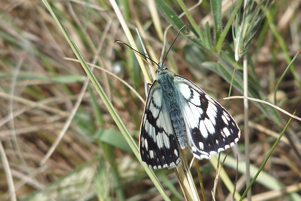 Melanargia russiae, Murge baresi