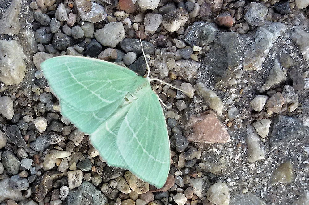 Falena da ID, Verona - Hemistola chrysoprasaria, Geometridae