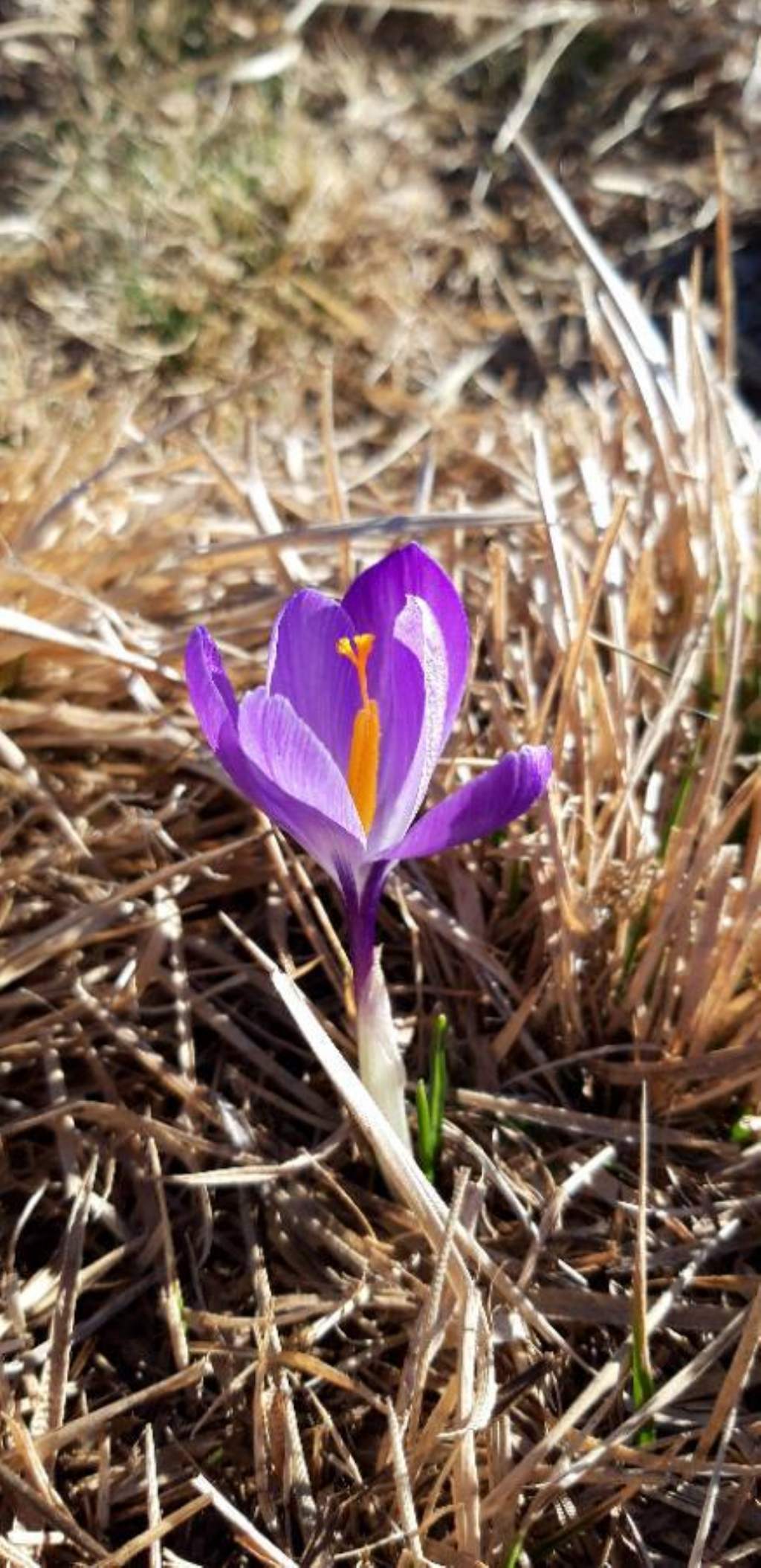 Alpi Apuane  - Crocus neglectus