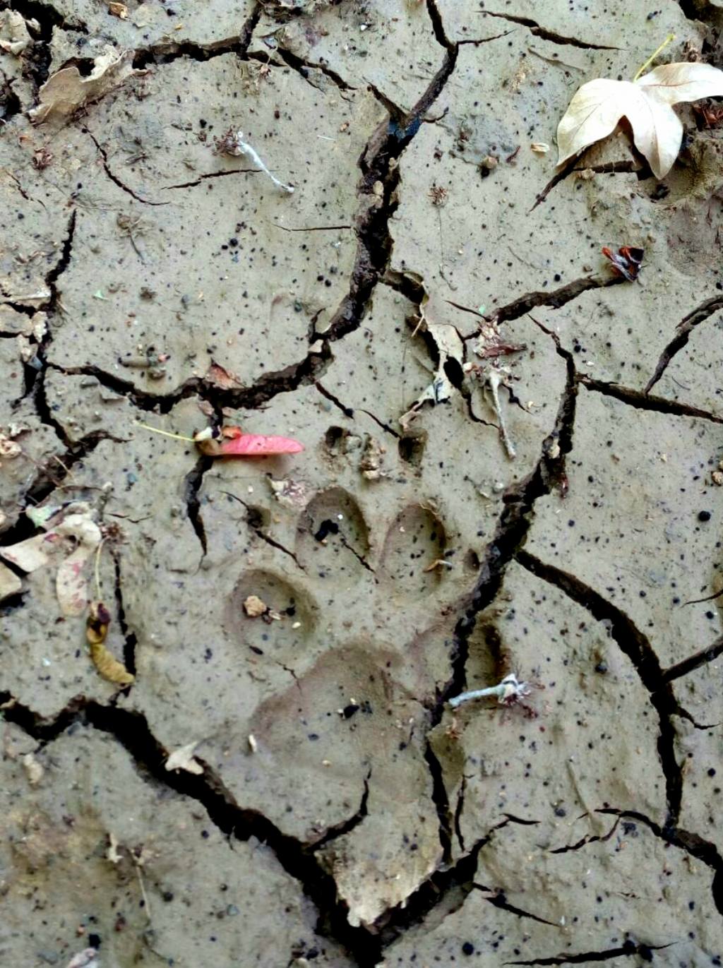 IMPRONTE FATTA E OSSA A NORD DI ROMA