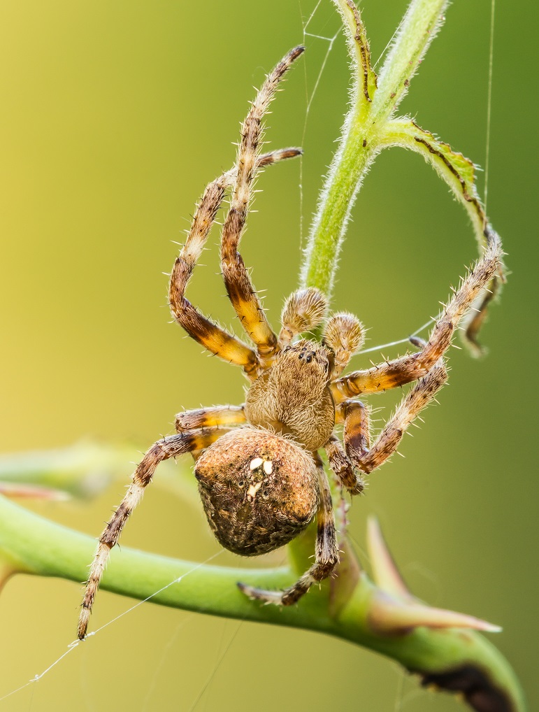 maschio subadulto di Araneus angulatus - Imola