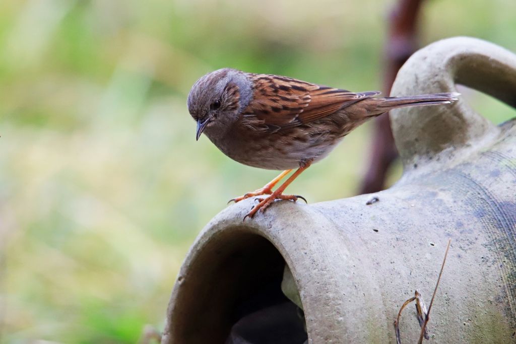 Richiesta identificazione:   Passera scopaiola (Prunella modularis)