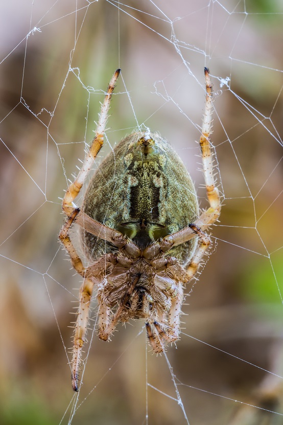 Araneus diadematus - Imola (BO)