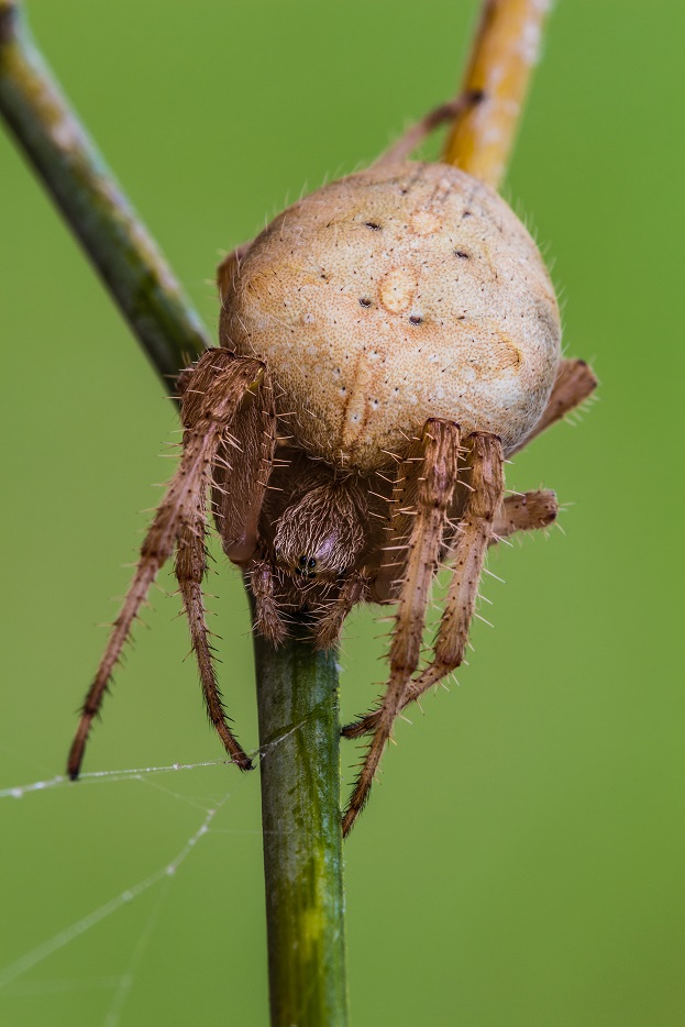 Araneus diadematus - Imola (BO)