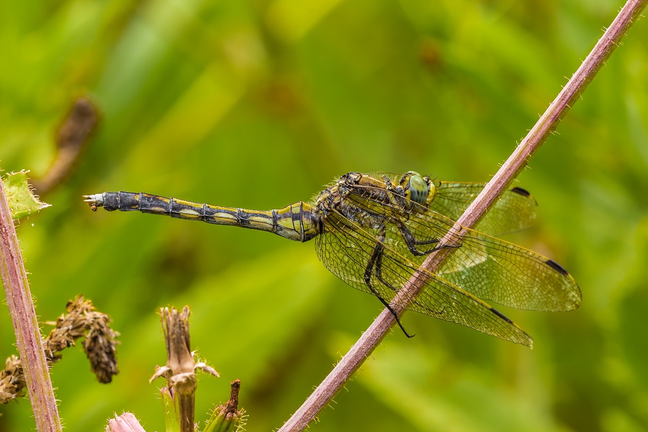 Orthetrum cancellatum? - No, Orthetrum albistylum