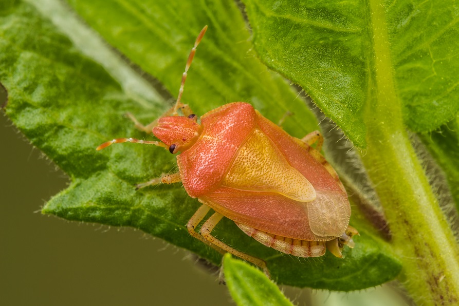 Carpocoris sp. ? No, Dolycoris baccarum