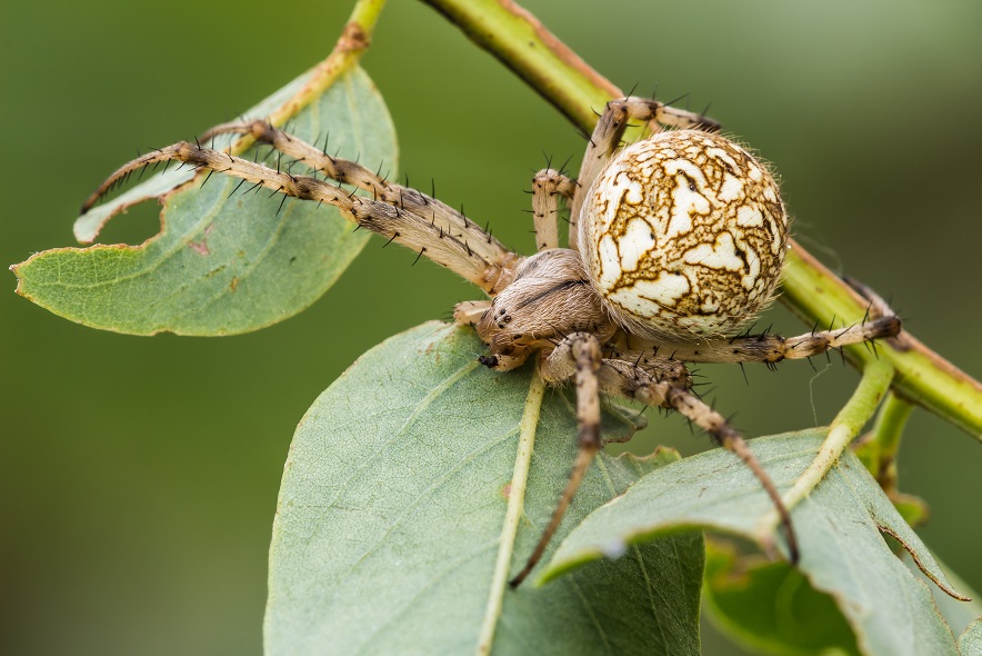 Neoscona byzanthina - Imola (BO)