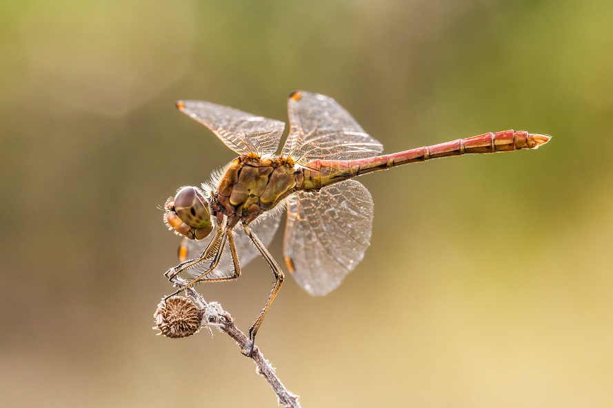 Sympetrum Fonscolombii anziano?