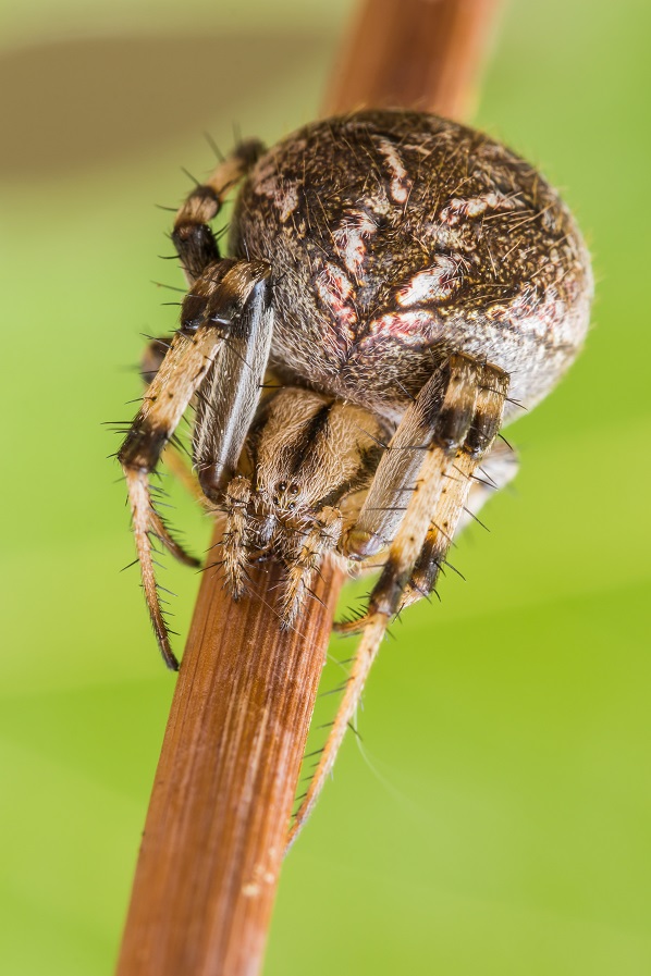 Neoscona byzanthina - Imola (BO)