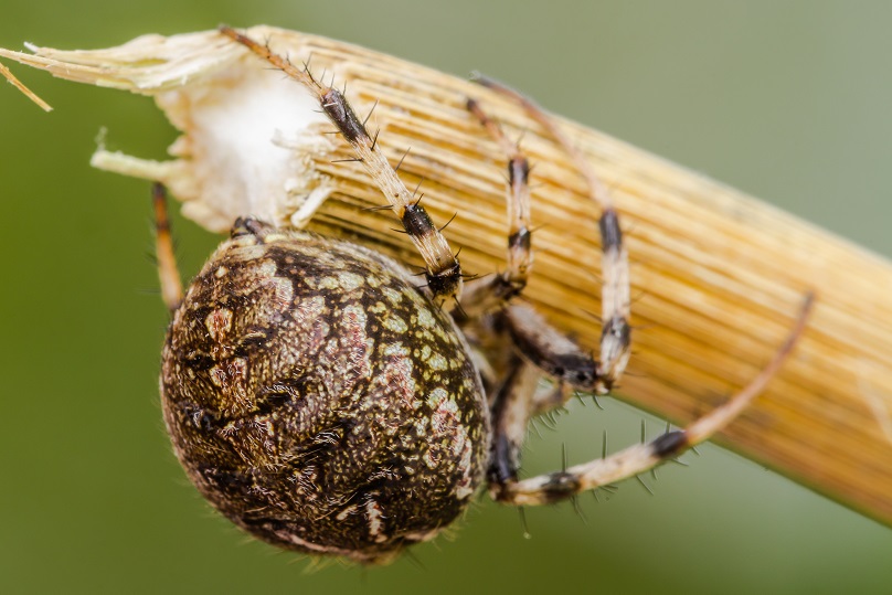 Neoscona byzanthina - Imola (BO)