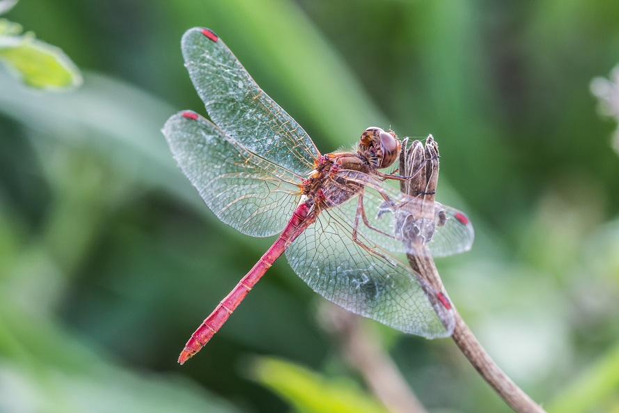 Sympetrum Fonscolombii anziano?