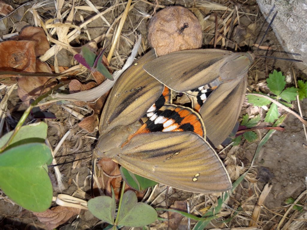 Farfalla sconosciuta: Paysandisia archon (Castniidae)