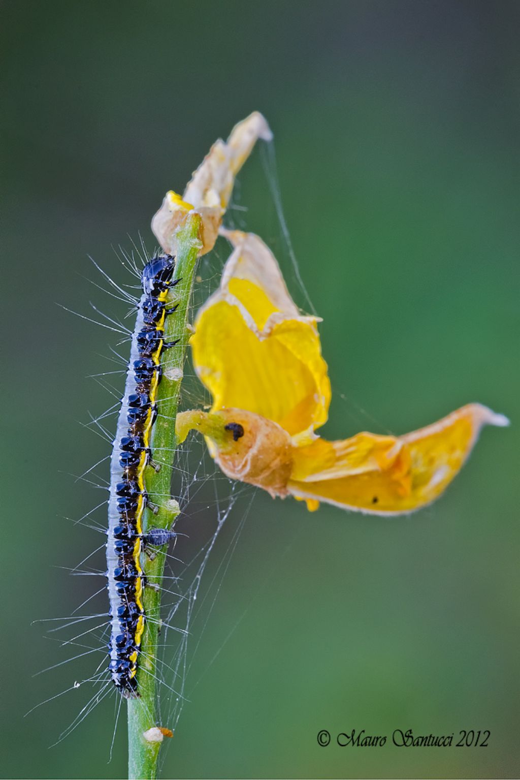 bruco senza ID - Uresiphita gilvata