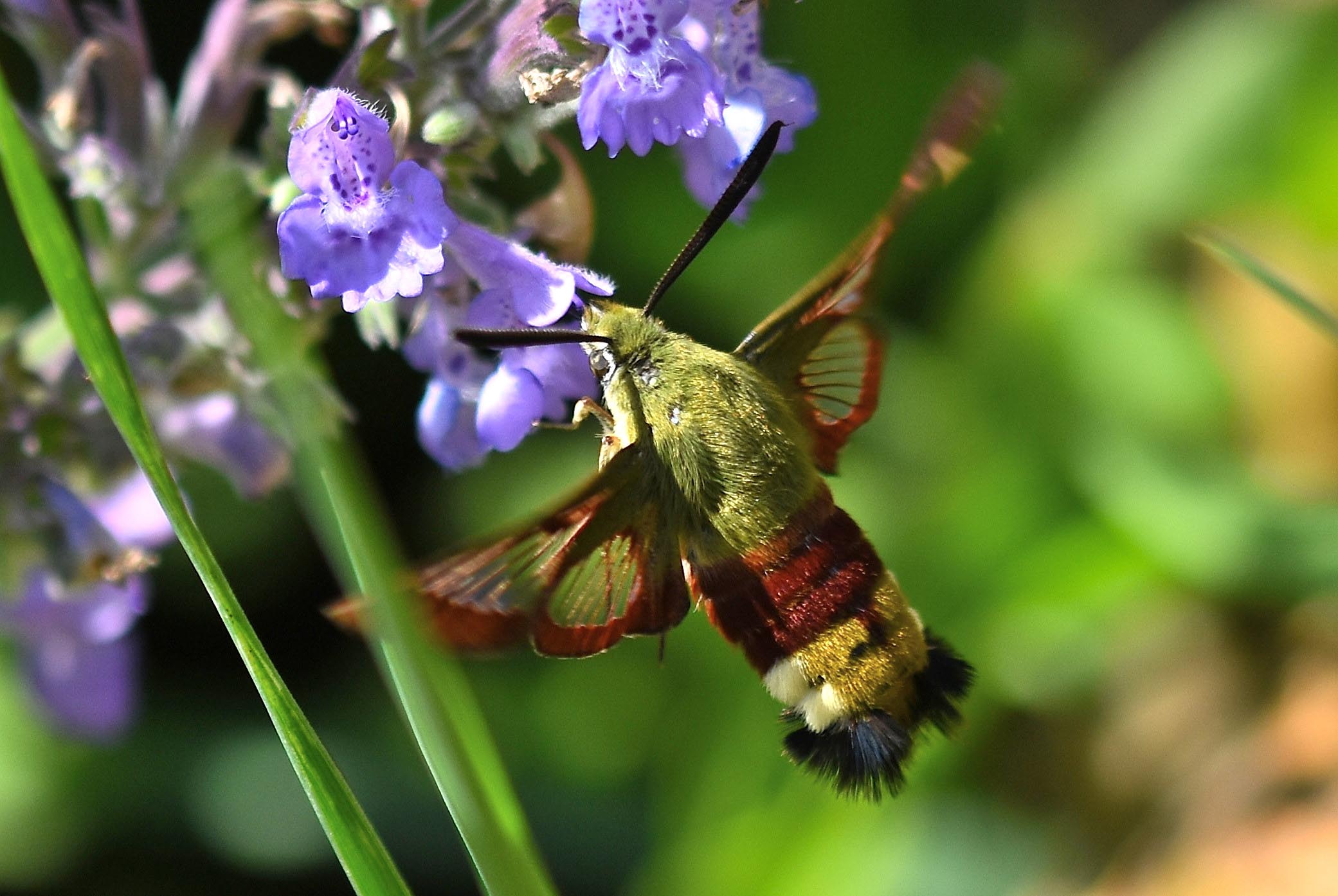 Hemaris fuciformis (Sphingidae)